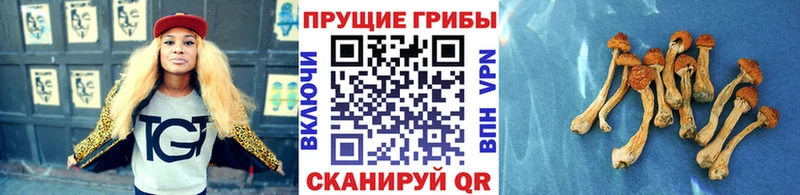 Псилоцибиновые грибы Magic Shrooms  как найти закладки  Фёдоровский 
